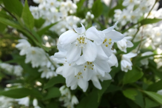 ウツギの花