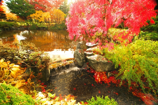 モミジのある秋の庭