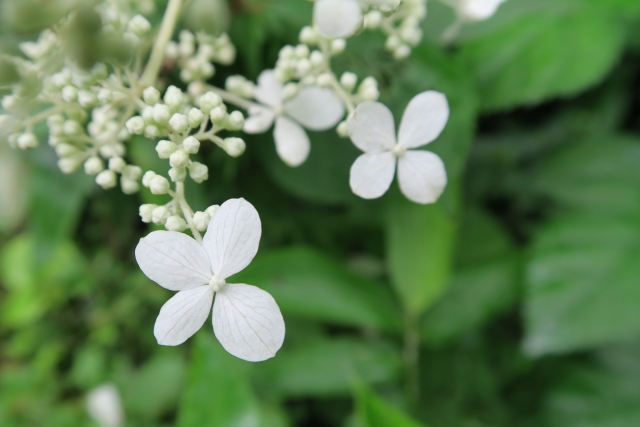 ノリウツギの花