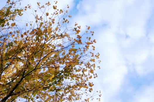 枯葉のカツラの葉と青空