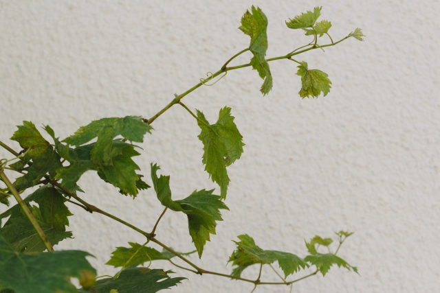 植え付けすぐ～1年目の剪定