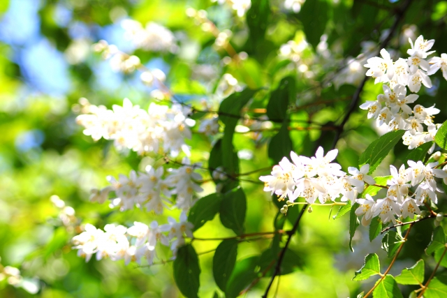 ヒメウツギの花