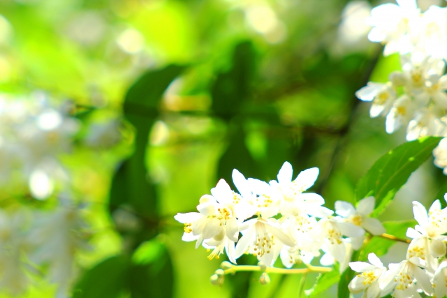 ヒメウツギの花