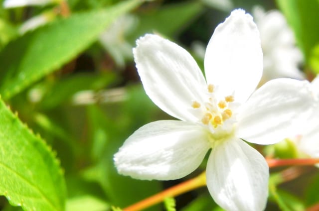 ヒメウツギの一輪の花