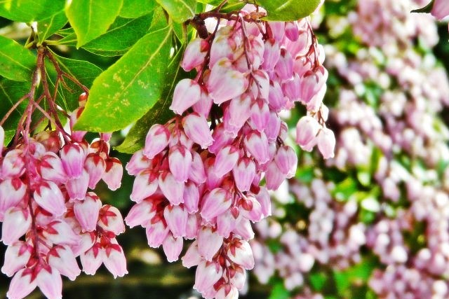 剪定の前に花がらを摘んでおくのがおすすめ