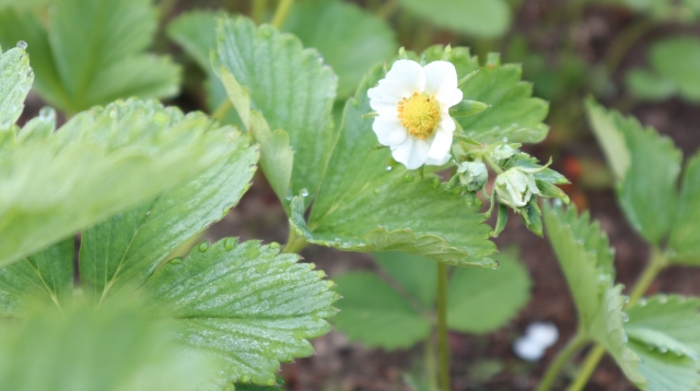 いちごの花