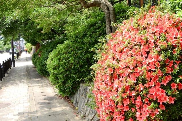 植木のある道