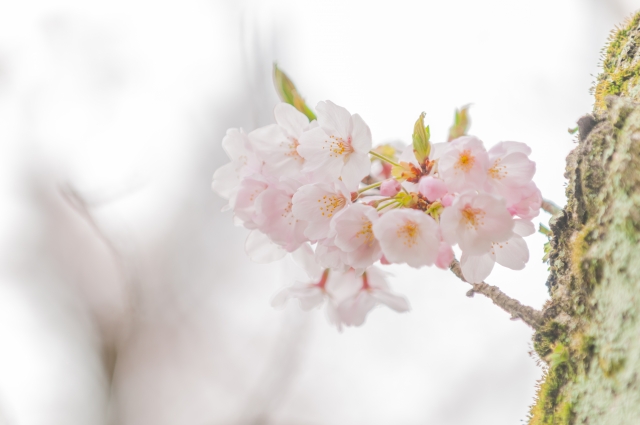 桜の花