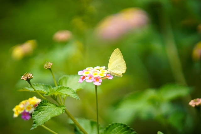 ランタナの花と蝶