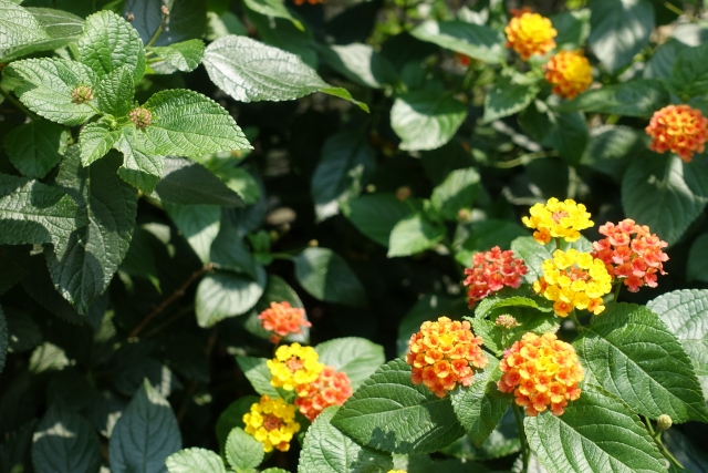 ランタナの花と葉