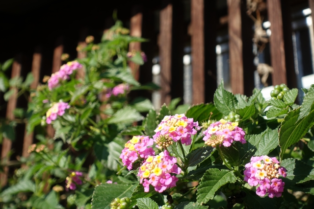 ランタナの花