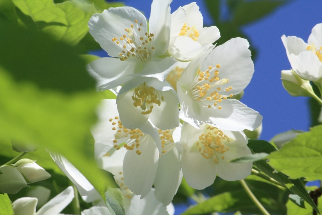 バイカウツギの花