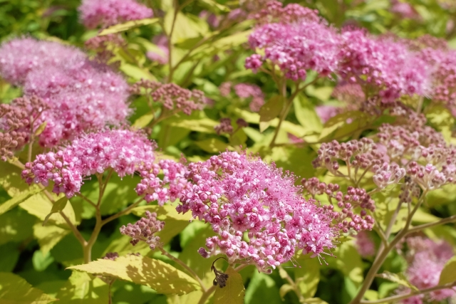 シモツケの花