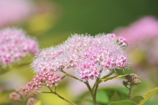 シモツケの花