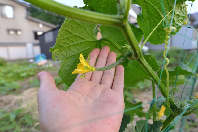 本葉6枚目まではわき芽を取り除く