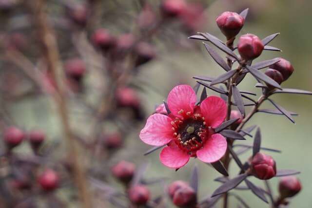 ギョリュウバイの花と花芽