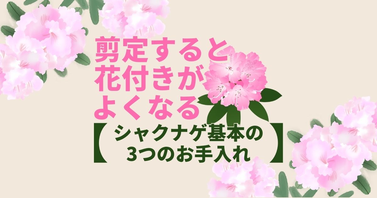 剪定すると花付きがよくなる