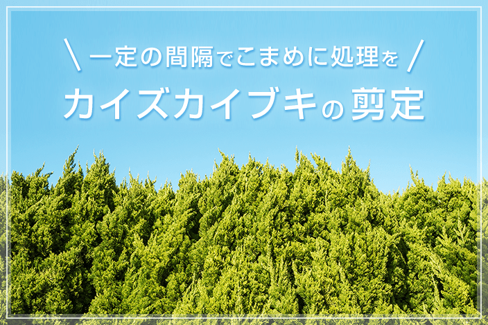 カイズカイブキの剪定