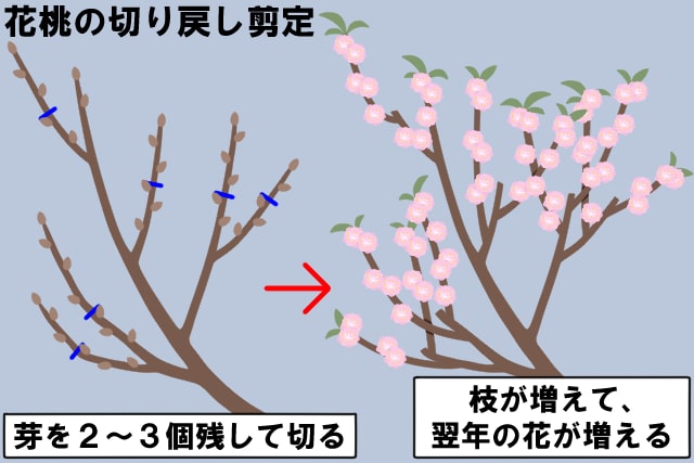 花桃の切り戻し剪定