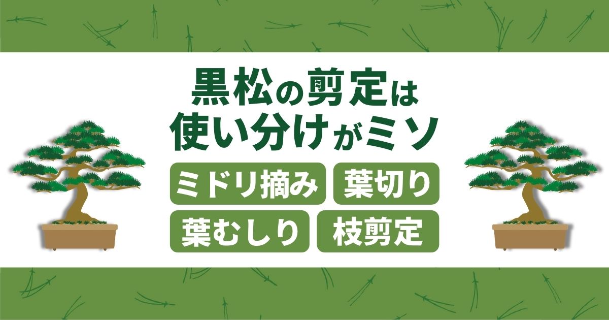 黒松の剪定は使い分けがミソ