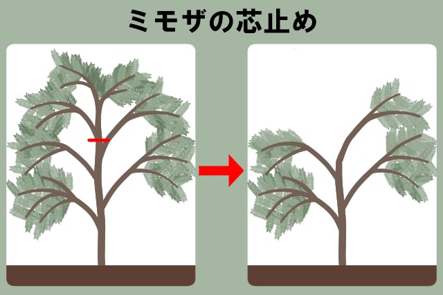 ミモザの芯止め