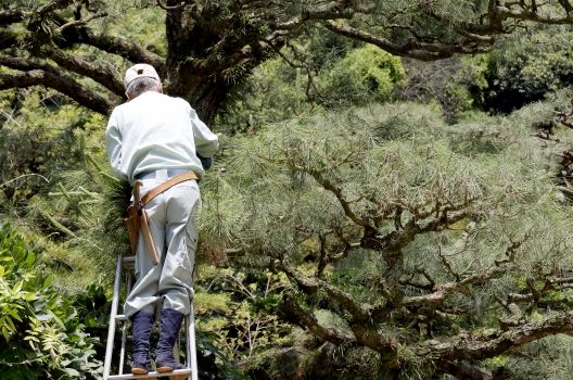 庭木の手入れは自分でもできる！簡単な手入れ方法と注意点をご紹介