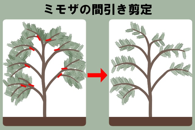 ミモザの間引き剪定