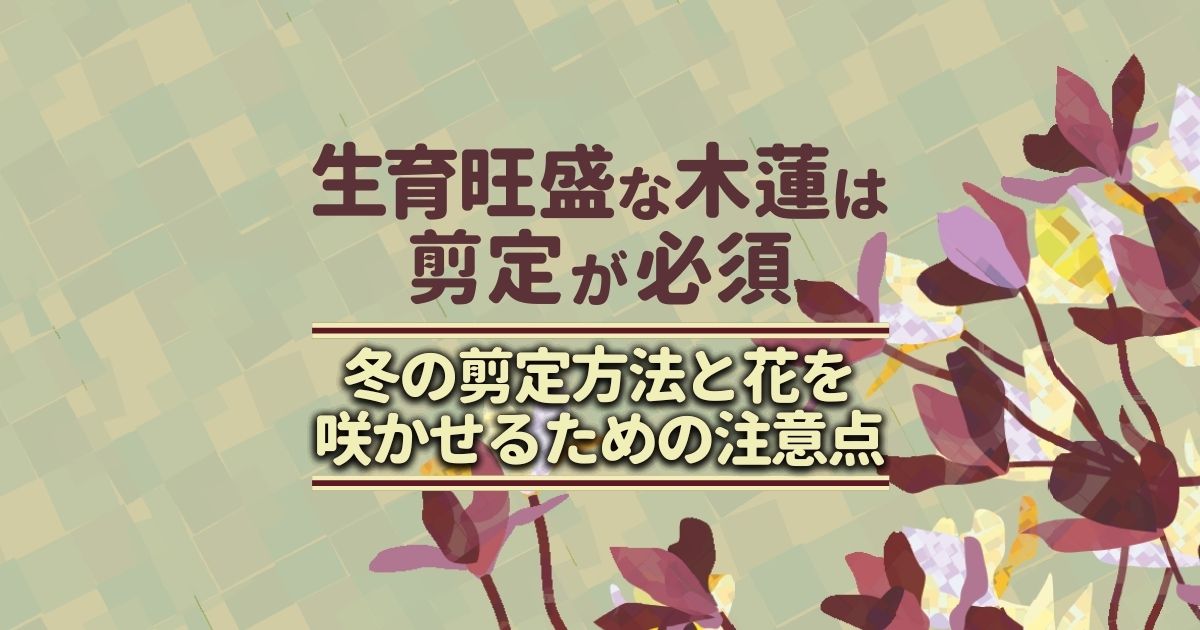 木蓮の剪定方法｜時期を間違えると花が咲かない原因に！育て方も解説