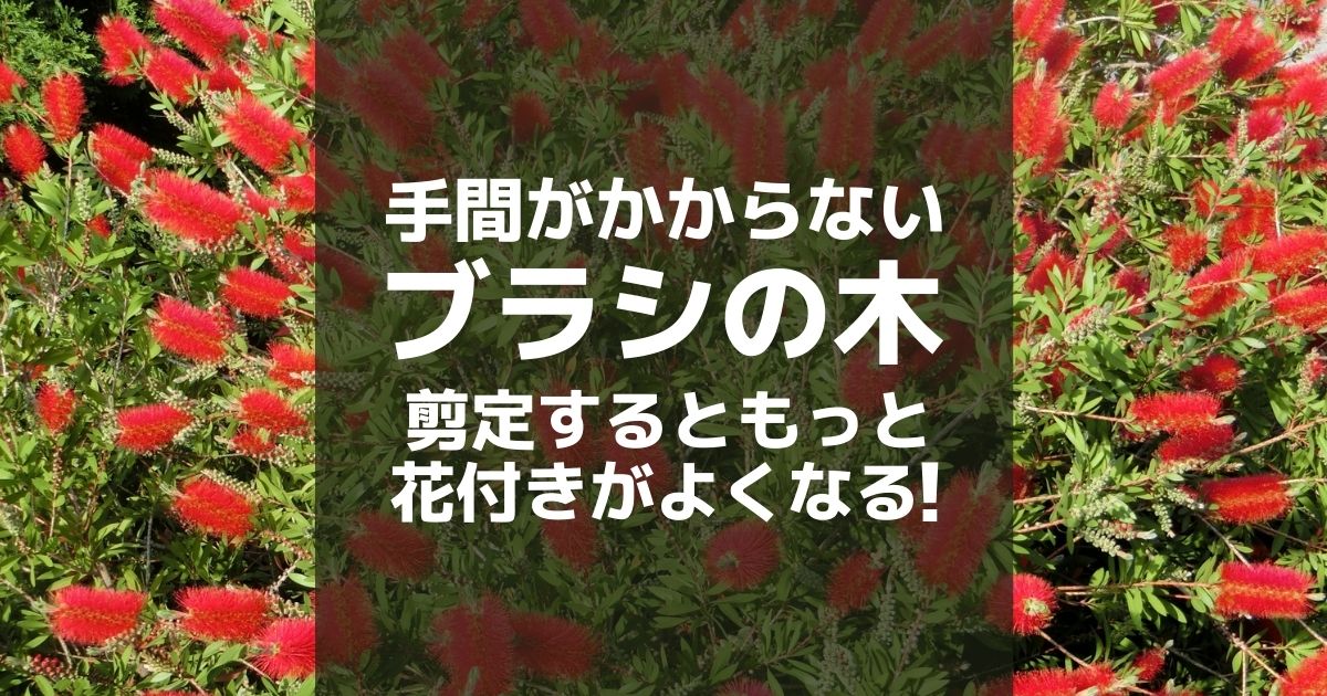 ブラシの木の剪定方法と時期はいつ？元気に育てる6つのコツ