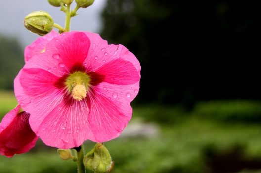 芙蓉の剪定方法は気候で異なる？ちょっと特殊な植物、フヨウの育て方