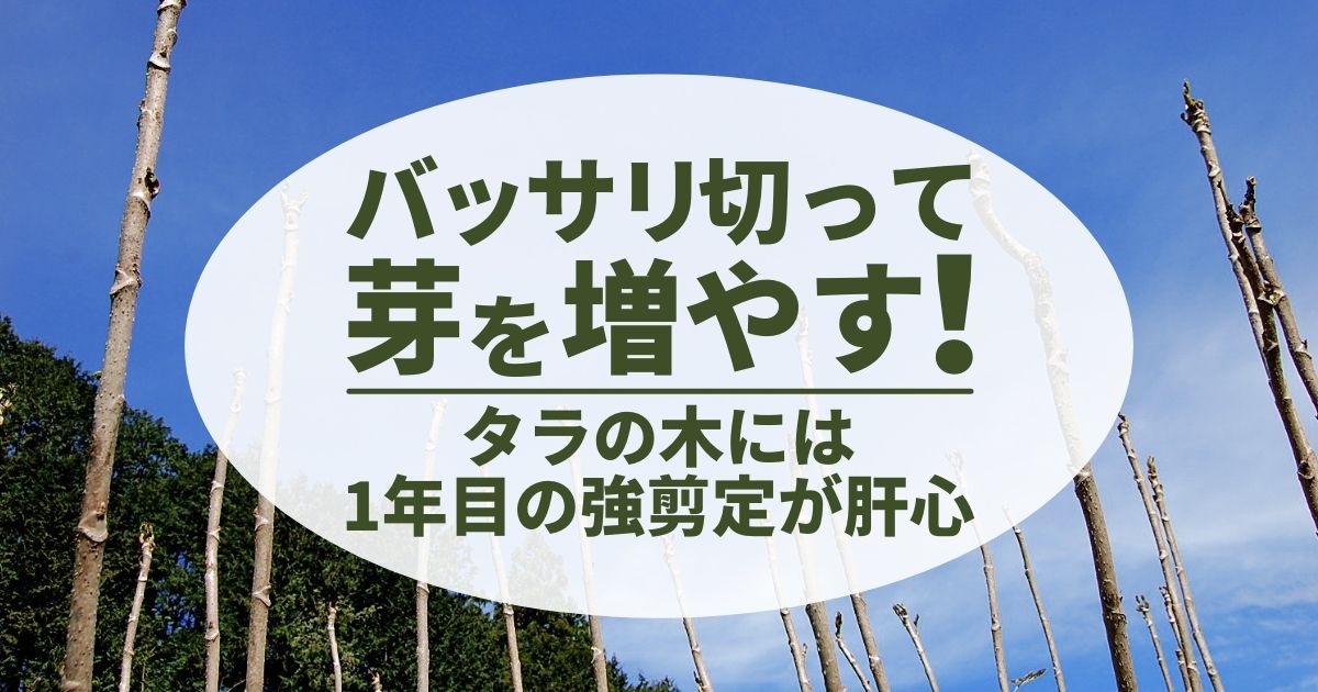 タラの木は強剪定しながら収穫！育てかた・収穫アップの方法もご紹介