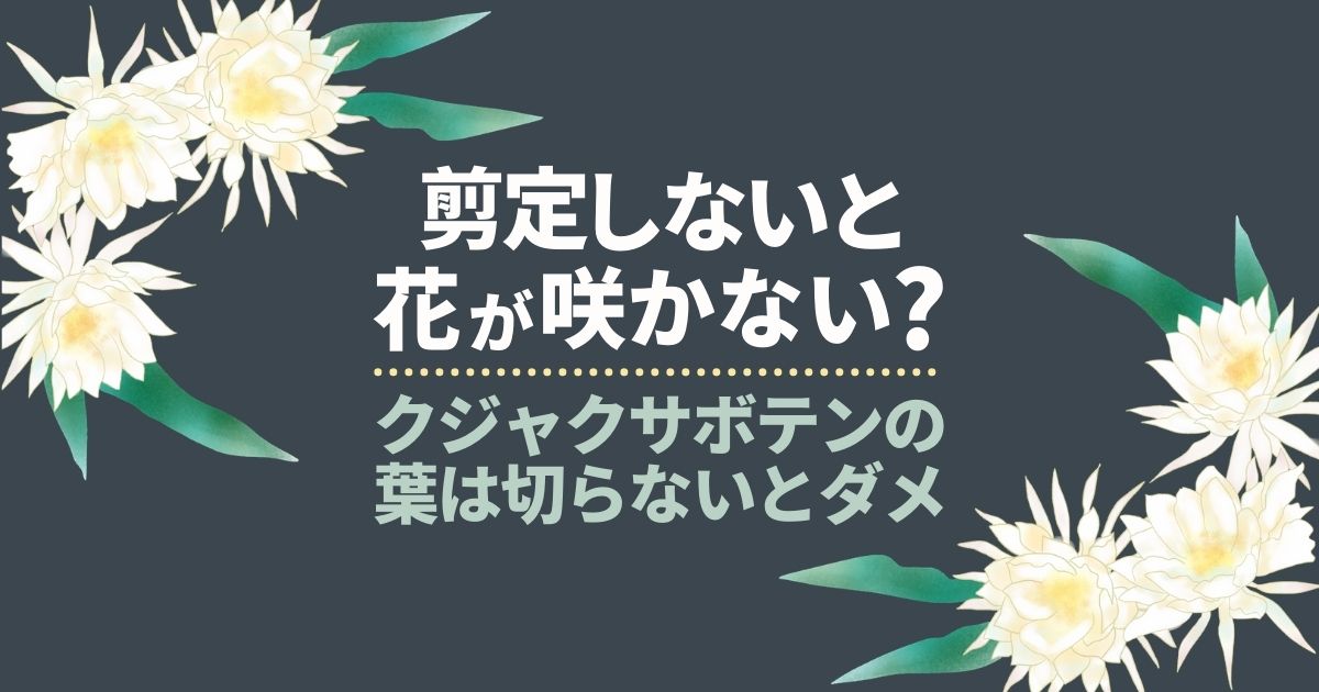 クジャクサボテンの剪定】綺麗に咲かせる手入れ方法や時期を紹介