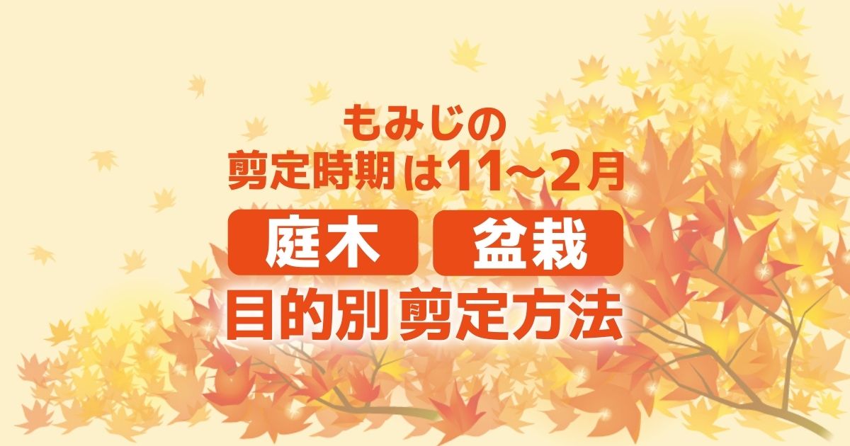 もみじの剪定時期は11～2月　庭木　盆栽　目的別剪定方法