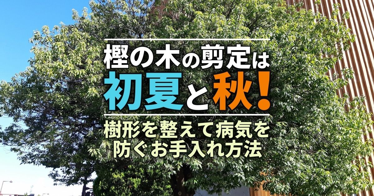 樫の木剪定は年2回でOK！病害虫を防いで美しい樹形を作るお手入れ