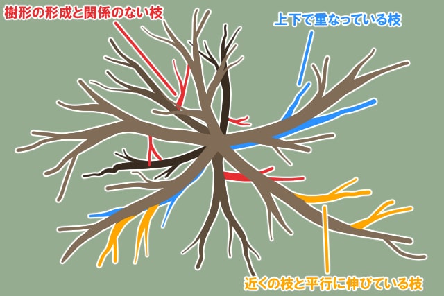 切る枝