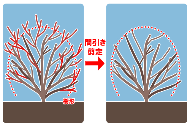 ニシキギ　間引き剪定