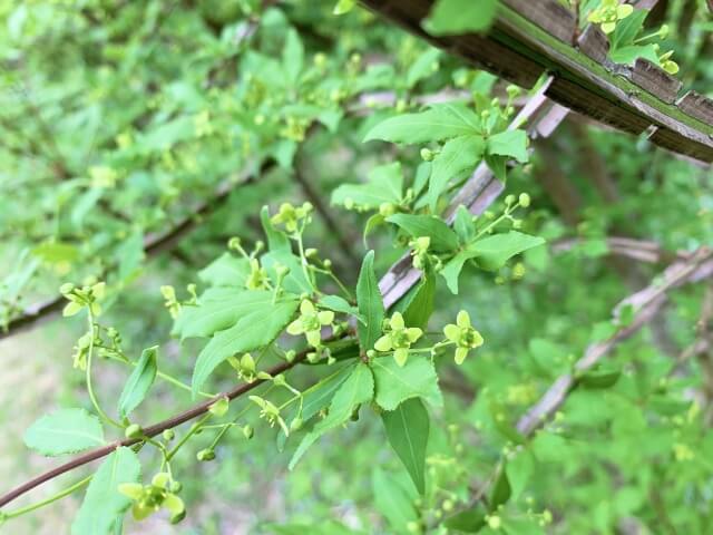 ニシキギの花