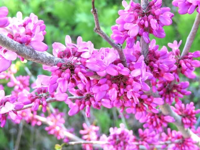 ハナズオウの花