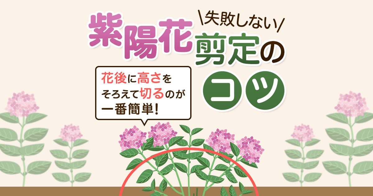 失敗しない紫陽花剪定　のコツ花後に高さをそろえて切るのが一番簡単！