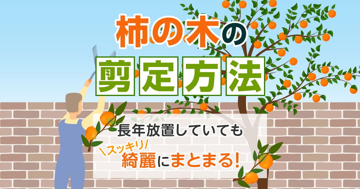 柿の木の剪定方法　長年放置していてもスッキリ綺麗にまとまる！