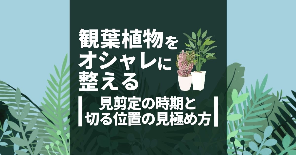 観葉植物の剪定はいつ・どうやるの？剪定後のケアも含めてご紹介！