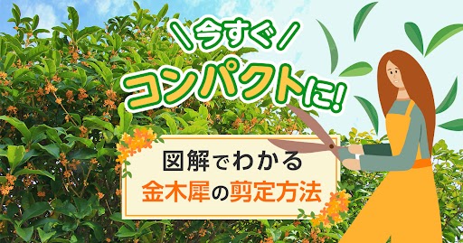 今すぐコンパクトに！図解でわかる金木犀の剪定方法