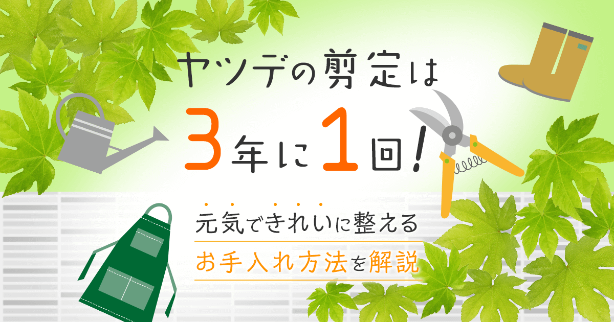 ヤツデの剪定は3年に1回！