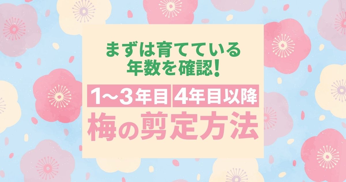 まずは育てている年数を確認！1～３年目 4年目以降 梅の剪定方法