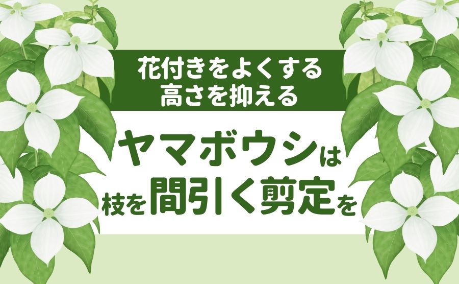 花付きをよくする高さを抑えるヤマボウシは枝を間引く剪定を