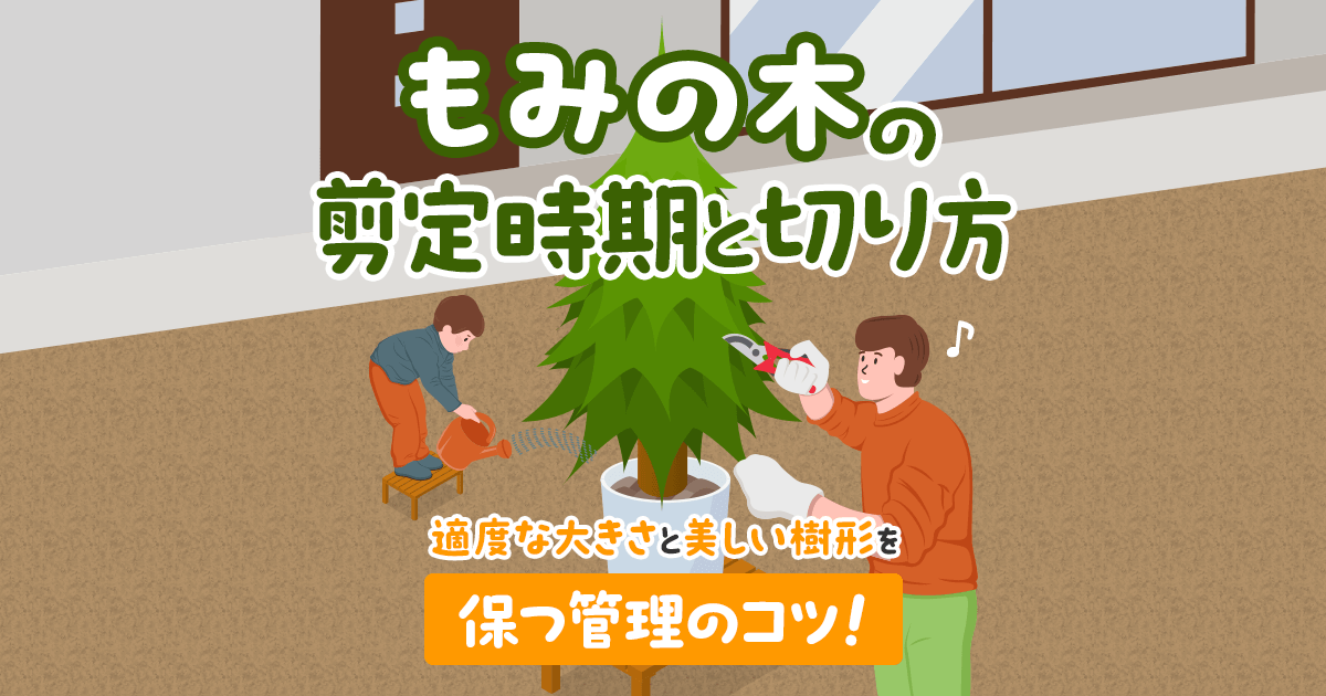 もみの木の剪定｜小さく整える剪定・お手入れ・枯れる原因について