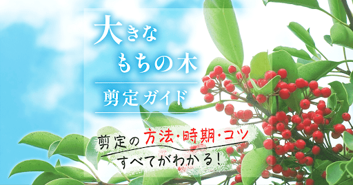 大きなもちの木 剪定ガイド 剪定の方法・時期・コツすべてがわかる