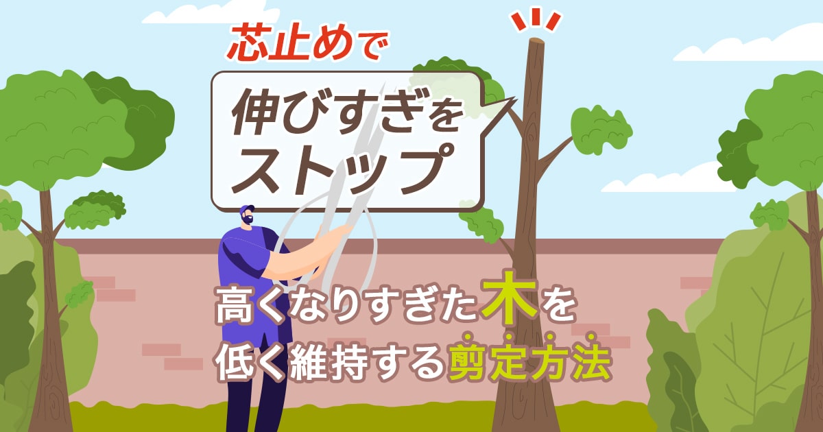 芯止めで伸びすぎをストップ　高くなりすぎた木を低く維持する選定方法