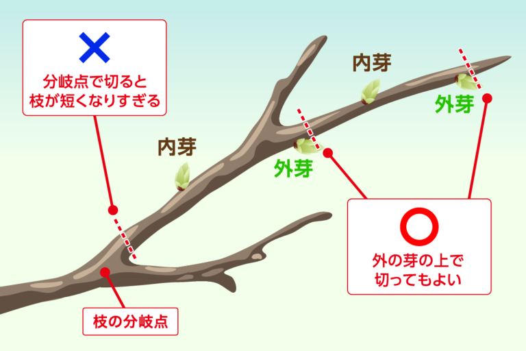 庭木の剪定完全ガイド!初めてでも失敗なしで整えられる5つのテクニック | 剪定110番