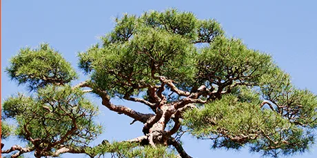 手入れされたマツ